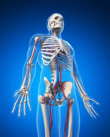 Skeletal Structure